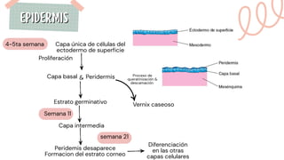 Embriología & histología de la piel (2).pdf