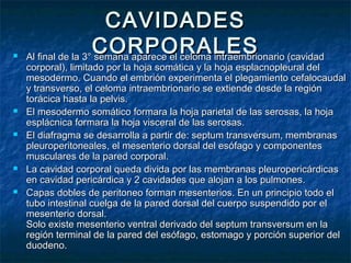 Embriología humana | PPT