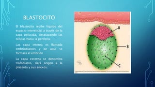 BLASTOCITO
El blastocito recibe liquido del
espacio intersticial a través de la
capa pelucida, desplazando las
células hacia la periferia.
Las capa interna es llamada
embrioblastos y de aquí se
formara el embrión
La capa externa se denomina
trofoblasto, dará origen a la
placenta y sus anexos.
 