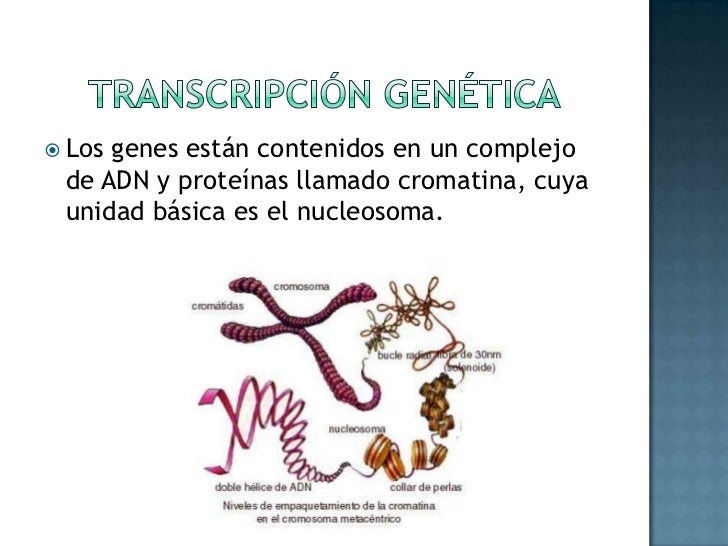 TRANSCRIPCION DE GENES EPUB TRANSCRIPCION DE GENES EPUB