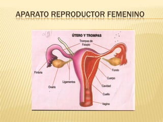 APARATO REPRODUCTOR FEMENINO
 
