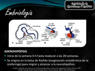 Embriología, anatomía e histología de hipotálamo e hipófisis | PPTX