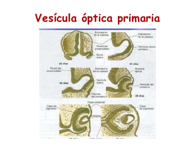 Embriolog a ocular