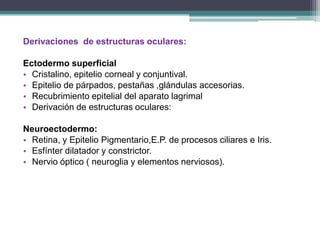 Derivaciones de estructuras oculares:

Ectodermo superficial
• Cristalino, epitelio corneal y conjuntival.
• Epitelio de párpados, pestañas ,glándulas accesorias.
• Recubrimiento epitelial del aparato lagrimal
• Derivación de estructuras oculares:

Neuroectodermo:
• Retina, y Epitelio Pigmentario,E.P. de procesos ciliares e Iris.
• Esfínter dilatador y constrictor.
• Nervio óptico ( neuroglia y elementos nerviosos).
 