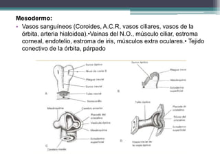 Mesodermo:
• Vasos sanguíneos (Coroides, A.C.R, vasos ciliares, vasos de la
  órbita, arteria hialoidea).•Vainas del N.O., músculo ciliar, estroma
  corneal, endotelio, estroma de iris, músculos extra oculares.• Tejido
  conectivo de la órbita, párpado
 