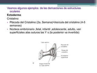 Veamos algunos ejemplos de las derivaciones de estructuras
  oculares
Ectodermo
Cristalino:
• Plácoda del Cristalino (2a. Semana)•Vesícula del cristalino (4-5
  semanas)
• Núcleos embrionario ,fetal, infantil ,adolescente, adulto, van
  superficiales alas suturas las Y s (la posterior va invertida)
 