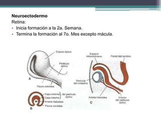 Neuroectodermo
Retina:
• Inicia formación a la 2a. Semana.
• Termina la formación al 7o. Mes excepto mácula.
 