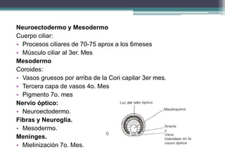Neuroectodermo y Mesodermo
Cuerpo ciliar:
• Procesos ciliares de 70-75 aprox a los 6meses
• Músculo ciliar al 3er. Mes
Mesodermo
Coroides:
• Vasos gruesos por arriba de la Cori capilar 3er mes.
• Tercera capa de vasos 4o. Mes
• Pigmento 7o. mes
Nervio óptico:
• Neuroectodermo.
Fibras y Neuroglia.
• Mesodermo.
Meninges.
• Mielinización 7o. Mes.
 