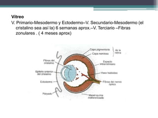 Dat Ectodermo Embriología ocular | PPTX