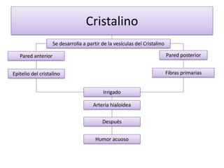 Cristalino
                    Se desarrolla a partir de la vesículas del Cristalino

   Pared anterior                                                           Pared posterior


Epitelio del cristalino                                                     Fibras primarias


                                            Irrigado

                                       Arteria hialoidea

                                           Después


                                        Humor acuoso
 