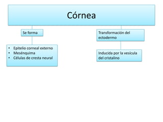 Córnea
        Se forma                      Transformación del
                                      ectodermo

• Epitelio corneal externo
• Mesénquima                          Inducida por la vesícula
• Células de cresta neural            del cristalino
 