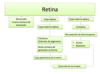 Retina
   Desarrollo                Copa óptica                Copa interna óptica
Cuarta semana de
   Gestación
                      Copa externa óptica                      Cristalino

                                                   Neuroepitelio de fotorreceptores
                      Contiene:
                      Gránulos de pigmento
                                                            • Conos
                                                            • Bastones
                      Sexta semana de
                      gestación se forma


                   Capa pigmentaria de la retina


                                            Desarrollo de las 9 capas
 