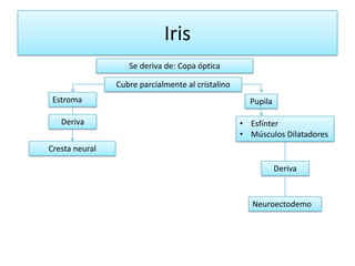 Iris
                   Se deriva de: Copa óptica

                Cubre parcialmente al cristalino
 Estroma                                             Pupila

   Deriva                                          • Esfínter
                                                   • Músculos Dilatadores
Cresta neural

                                                              Deriva



                                                      Neuroectodemo
 