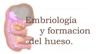 Embriología
y formacion
del hueso.
 