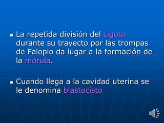  La repetida división del cigoto
durante su trayecto por las trompas
de Falopio da lugar a la formación de
la mórula.
 Cuando llega a la cavidad uterina se
le denomina blastocisto
 