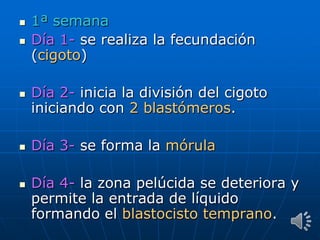  1ª semana
 Día 1- se realiza la fecundación
(cigoto)
 Día 2- inicia la división del cigoto
iniciando con 2 blastómeros.
 Día 3- se forma la mórula
 Día 4- la zona pelúcida se deteriora y
permite la entrada de líquido
formando el blastocisto temprano.
 
