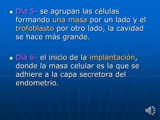  Día 5- se agrupan las células
formando una masa por un lado y el
trofoblasto por otro lado, la cavidad
se hace más grande.
 Día 6- el inicio de la implantación,
donde la masa celular es la que se
adhiere a la capa secretora del
endometrio.
 