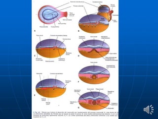 Embriología parte 2