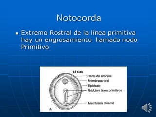 Embriología parte 2
