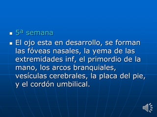  5ª semana
 El ojo esta en desarrollo, se forman
las fóveas nasales, la yema de las
extremidades inf, el primordio de la
mano, los arcos branquiales,
vesículas cerebrales, la placa del pie,
y el cordón umbilical.
 