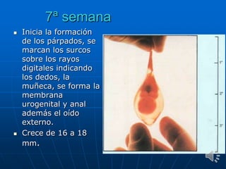 7ª semana
 Inicia la formación
de los párpados, se
marcan los surcos
sobre los rayos
digitales indicando
los dedos, la
muñeca, se forma la
membrana
urogenital y anal
además el oído
externo.
 Crece de 16 a 18
mm.
 