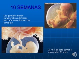 10 SEMANAS
Los genitales tienen
características definidas
pero aún no se forman por
completo.
Al final de esta semana
alcanza los 61 mm.
 