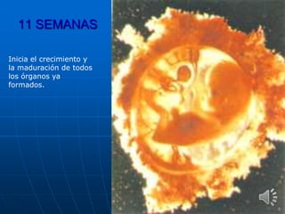 11 SEMANAS
Inicia el crecimiento y
la maduración de todos
los órganos ya
formados.
 