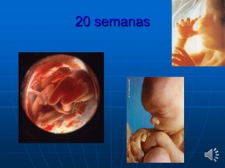 20 semanas
 