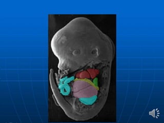 Embriología parte 3