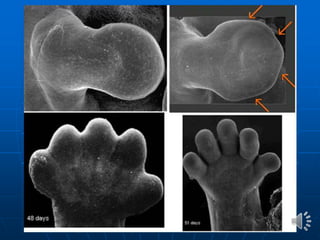 Embriología parte 3