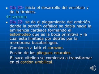  Día 20- inicia el desarrollo del encéfalo y
de la tiroides.
4ª semana
 Día 22- se da el plegamiento del embrión
donde la porción cefálica se dobla hacia la
eminencia cardiaca formando el
estomodeo que es la boca primitiva y la
cual esta limitada por detrás por la
membrana bucofaríngea.
Comienza a latir el corazón.
Fusión de los pliegues neurales.
El saco vitelino se comienza a transformar
en el cordón umbilical.
 