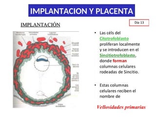Comprehensive Overview of Embryo Implantation and Placenta Development ...
