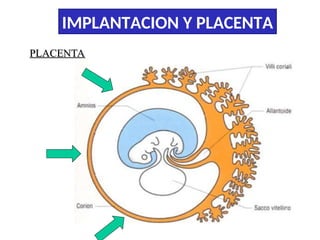 Comprehensive Overview of Embryo Implantation and Placenta Development ...
