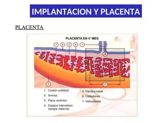 Comprehensive Overview of Embryo Implantation and Placenta Development ...