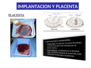 Comprehensive Overview of Embryo Implantation and Placenta Development ...