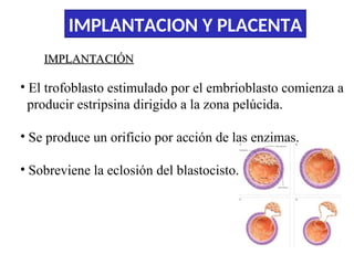 Comprehensive Overview of Embryo Implantation and Placenta Development ...