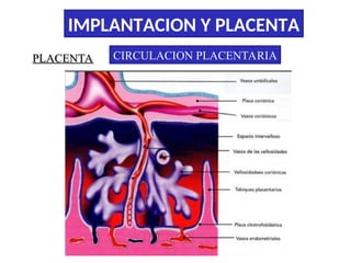 Comprehensive Overview of Embryo Implantation and Placenta Development ...
