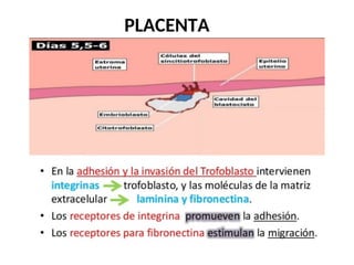 Comprehensive Overview of Embryo Implantation and Placenta Development ...