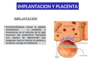 Comprehensive Overview of Embryo Implantation and Placenta Development ...