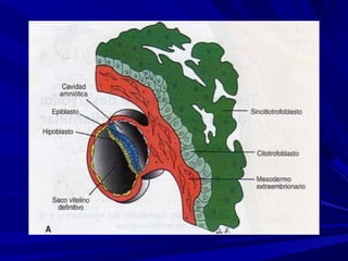 Embriologia semana 1 2 3 placenta y cordon umbilical PPT