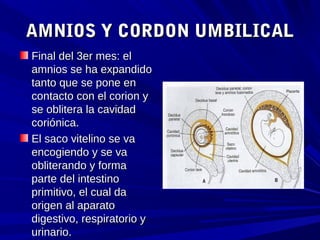 Anillo umbilical primitivo deals