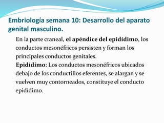 Embriología semana 10: Desarrollo del aparato
genital masculino.
En la parte craneal, el apéndice del epidídimo, los
conductos mesonéfricos persisten y forman los
principales conductos genitales.
Epidídimo: Los conductos mesonéfricos ubicados
debajo de los conductillos eferentes, se alargan y se
vuelven muy contorneados, constituye el conducto
epidídimo.
 