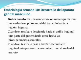 Embriología semana 10: Desarrollo del aparato
genital masculino.
Gubernáculo: Es una condensación mesenquimatosa
que va desde el polo caudal del testículo hacia la
región inguinal.
Cuando el testículo desciende hacia el anillo inguinal
una parte del gubernáculo crece hacia las
protuberancias escrotales.
Cuando el testículo pasa a través del conducto
inguinal esta parte entra en contacto con el suelo del
escroto.
 