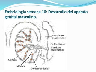 Embriología semana 10: Desarrollo del aparato
genital masculino.
 