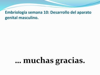 Embriología semana 10: Desarrollo del aparato
genital masculino.
… muchas gracias.
 