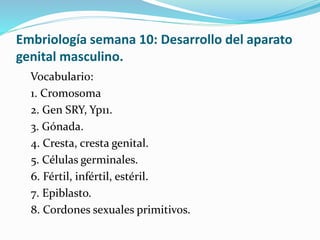 Embriología semana 10: Desarrollo del aparato
genital masculino.
Vocabulario:
1. Cromosoma
2. Gen SRY, Yp11.
3. Gónada.
4. Cresta, cresta genital.
5. Células germinales.
6. Fértil, infértil, estéril.
7. Epiblasto.
8. Cordones sexuales primitivos.
 