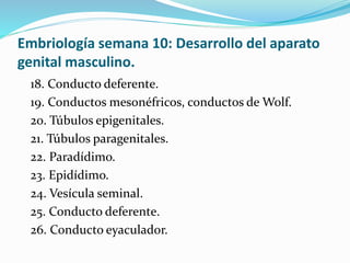 Embriología semana 10: Desarrollo del aparato
genital masculino.
18. Conducto deferente.
19. Conductos mesonéfricos, conductos de Wolf.
20. Túbulos epigenitales.
21. Túbulos paragenitales.
22. Paradídimo.
23. Epidídimo.
24. Vesícula seminal.
25. Conducto deferente.
26. Conducto eyaculador.
 