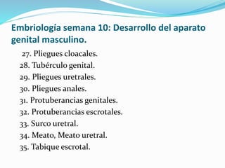 Embriología semana 10: Desarrollo del aparato
genital masculino.
27. Pliegues cloacales.
28. Tubérculo genital.
29. Pliegues uretrales.
30. Pliegues anales.
31. Protuberancias genitales.
32. Protuberancias escrotales.
33. Surco uretral.
34. Meato, Meato uretral.
35. Tabique escrotal.
 