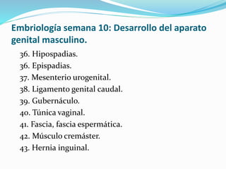 Embriología semana 10: Desarrollo del aparato
genital masculino.
36. Hipospadias.
36. Epispadias.
37. Mesenterio urogenital.
38. Ligamento genital caudal.
39. Gubernáculo.
40. Túnica vaginal.
41. Fascia, fascia espermática.
42. Músculo cremáster.
43. Hernia inguinal.
 