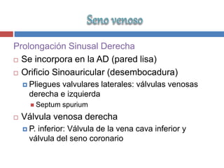 Prolongación Sinusal Derecha
 Se incorpora en la AD (pared lisa)
 Orificio Sinoauricular (desembocadura)
 Pliegues valvulares laterales: válvulas venosas
derecha e izquierda
 Septum spurium
 Válvula venosa derecha
 P. inferior: Válvula de la vena cava inferior y
válvula del seno coronario
 